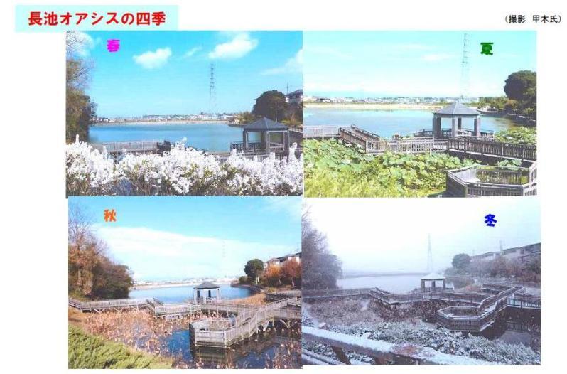 長池オアシス公園の左上から春、夏、秋、冬それぞれの季節の風景が写っている4枚の写真