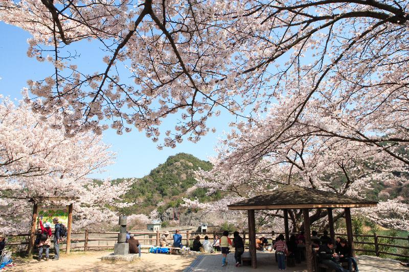 永楽さくら祭りで満開に咲き誇る桜の木の下で花見を楽しんでいる人達の写真