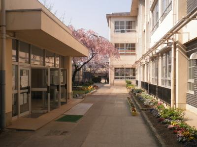 校舎前の花壇には綺麗な花が咲いており、玄関横には満開の桜の木、その向かいに南小学校校舎が建っている写真