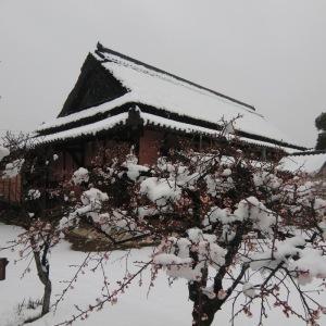 2月中旬に撮影された雪の積もった梅の花と雪で屋根が真っ白になった中家住宅の写真