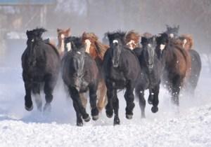 真っ白い雪が降り積もった大地の上を沢山の馬が駆けている様子が描かれた作品