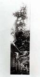 家屋の隣に生い茂る、昭和8年に撮影された電気実験に使われた松の白黒写真