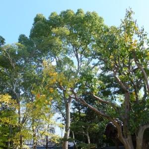 木々に囲まれた場所の手前に葉が黄色くなっている花梨が実をつけている様子の写真