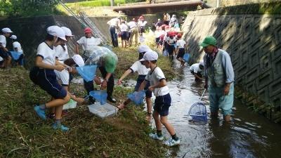 ひざ丈位の川の中で、網を使い魚やエビを透明な水槽にいれるたくさんの児童達の写真