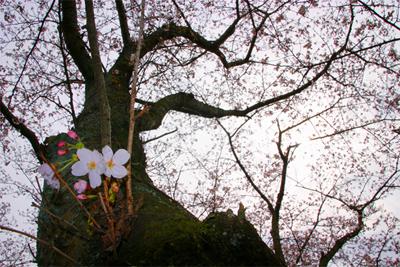 木を下側から見上げるように撮っていて、木の枝に咲いた白い花が大きく写っている写真