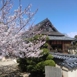 4月上旬に撮影された桜の木とその奥に中家住宅が見えている様子の写真
