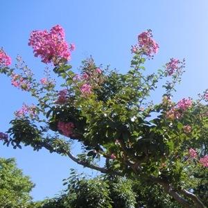 青空を背景に百日紅の木がピンク色の花を咲かせている写真
