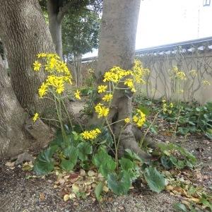 木の傍に咲いている黄色いつわぶきの花の写真
