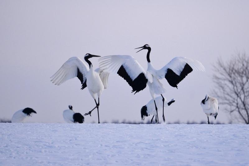 雪が降り積もっている土の上に2匹の羽を広げた鶴が写っていて、奥にも4匹の鶴が写っている写真