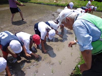 農家の方の指導の元、水田で横一列に並び手作業で1本ずつ田植えをする子供たちの写真