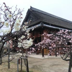 3月上旬に撮影された中家住宅とその前面に咲いている梅の花の写真