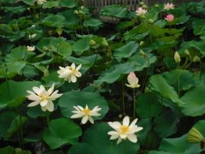 薄い黄色やピンクの花びらのハスの写真