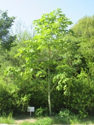 大きな木に成長し、伸びた枝には青々とした葉がついているアオギリ二世の写真