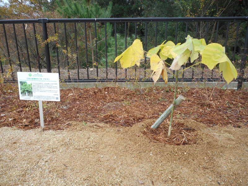 後ろに黒いフェンスがあり、立て看板の横に添え木をされた苗木が移植されている写真