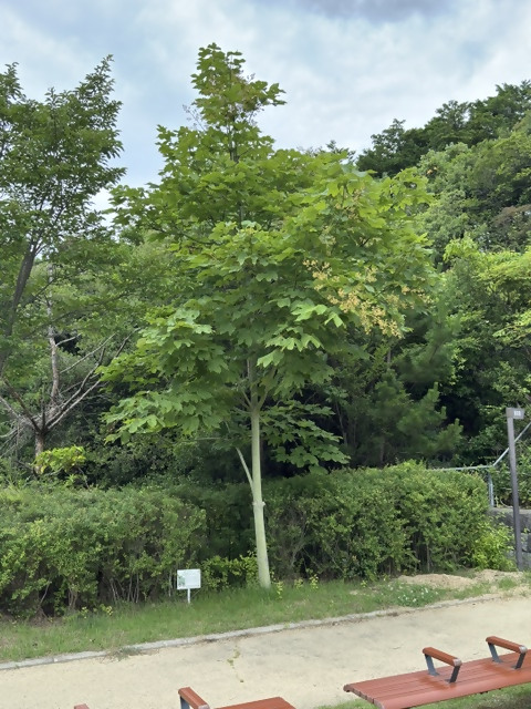 あおぎり二世（令和7年6月12日撮影）