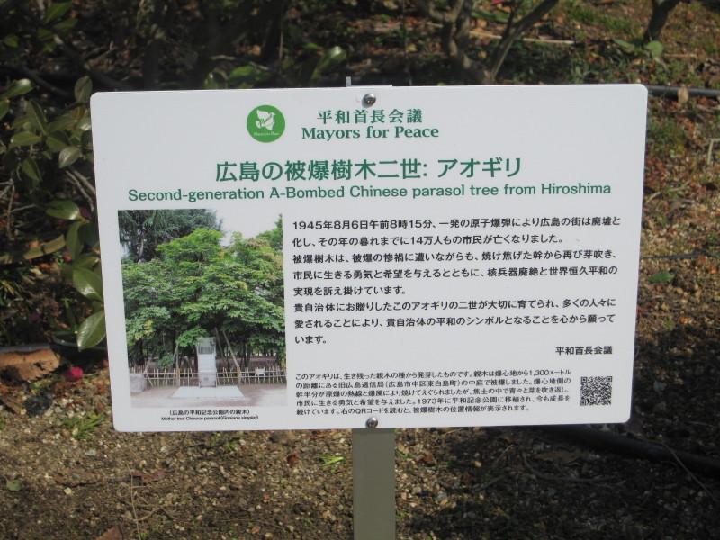 広島の被爆樹木二世：アオギリについて説明されている立て看板を写した写真
