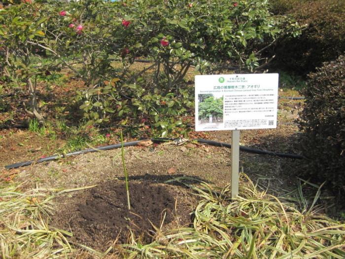 植樹されたアオギリの苗木とその横に建てられた立て看板の写真